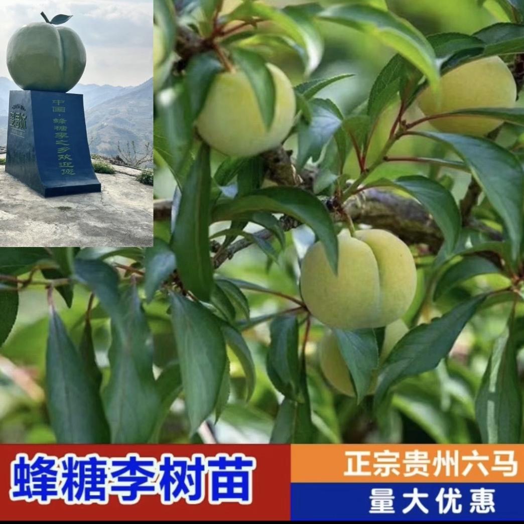 镇宁农夫园果树苗木专营店蜂糖李苗