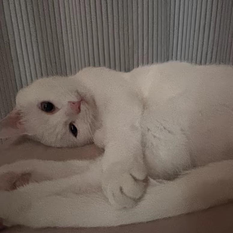 咪