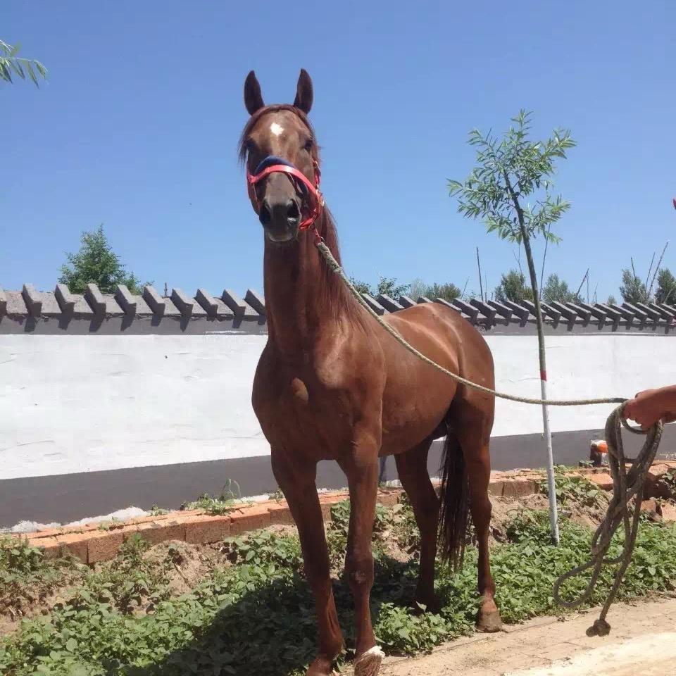 一匹幸福的小马🐎
