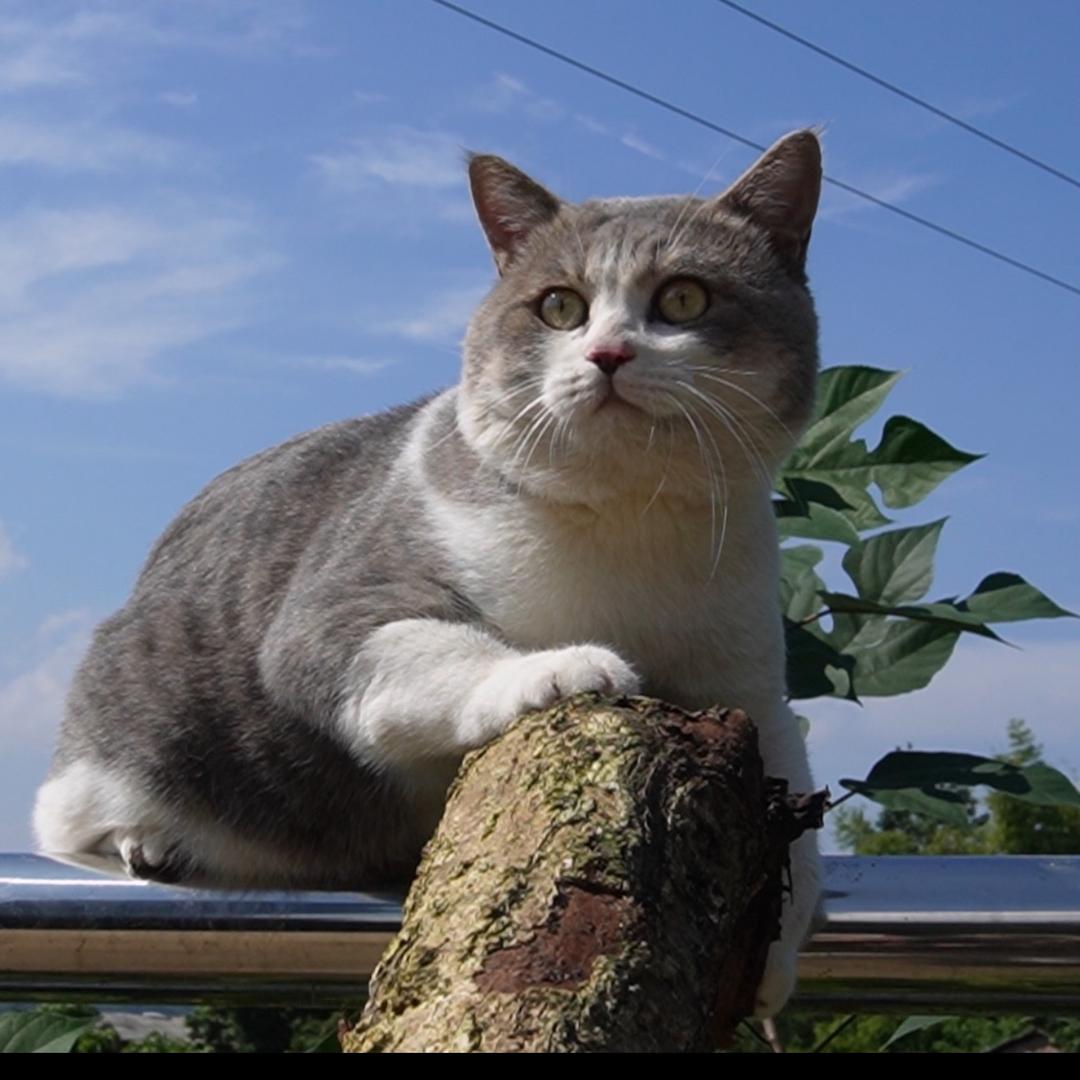 王员员和它的伙伴们-