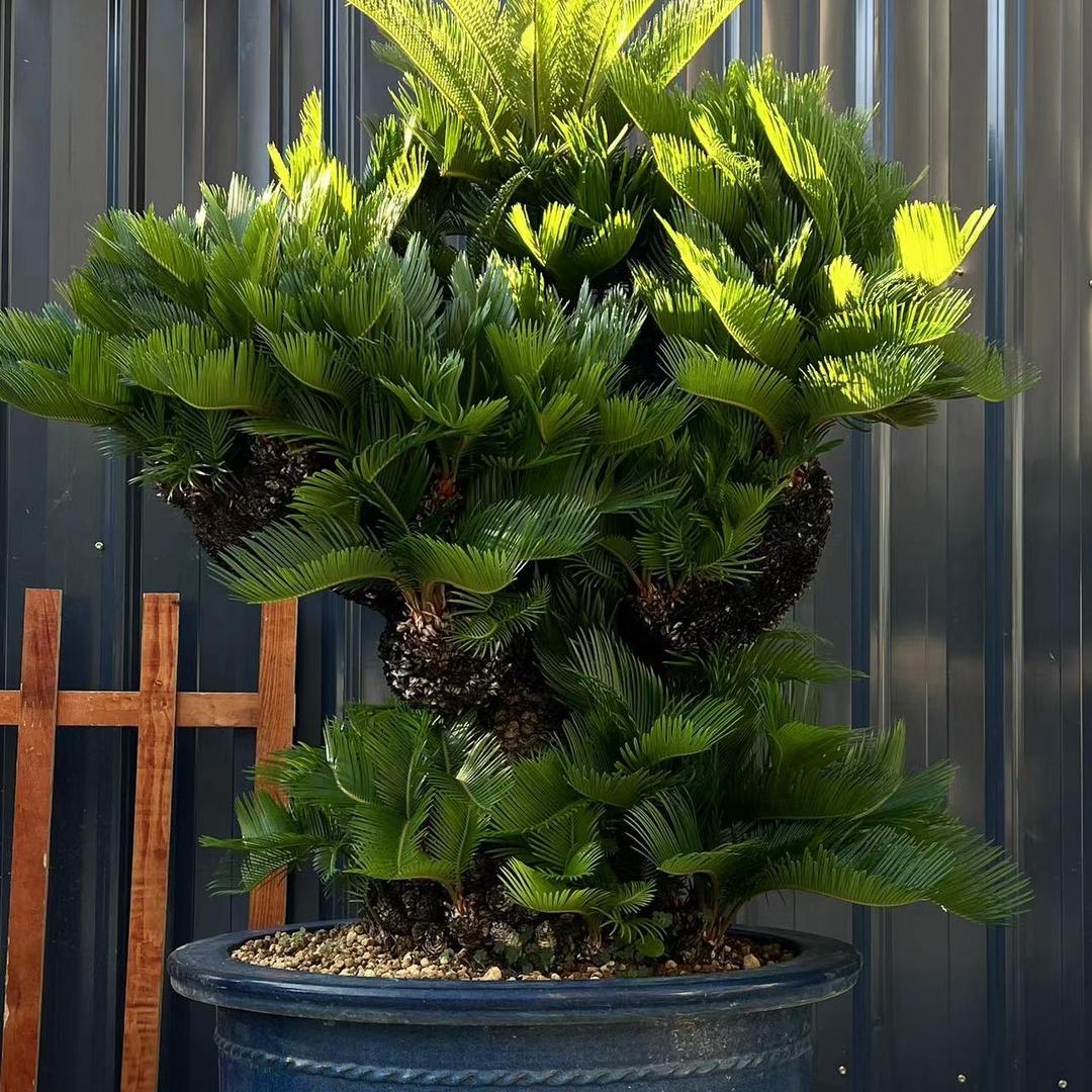 毓秀园杂木盆景-二号店