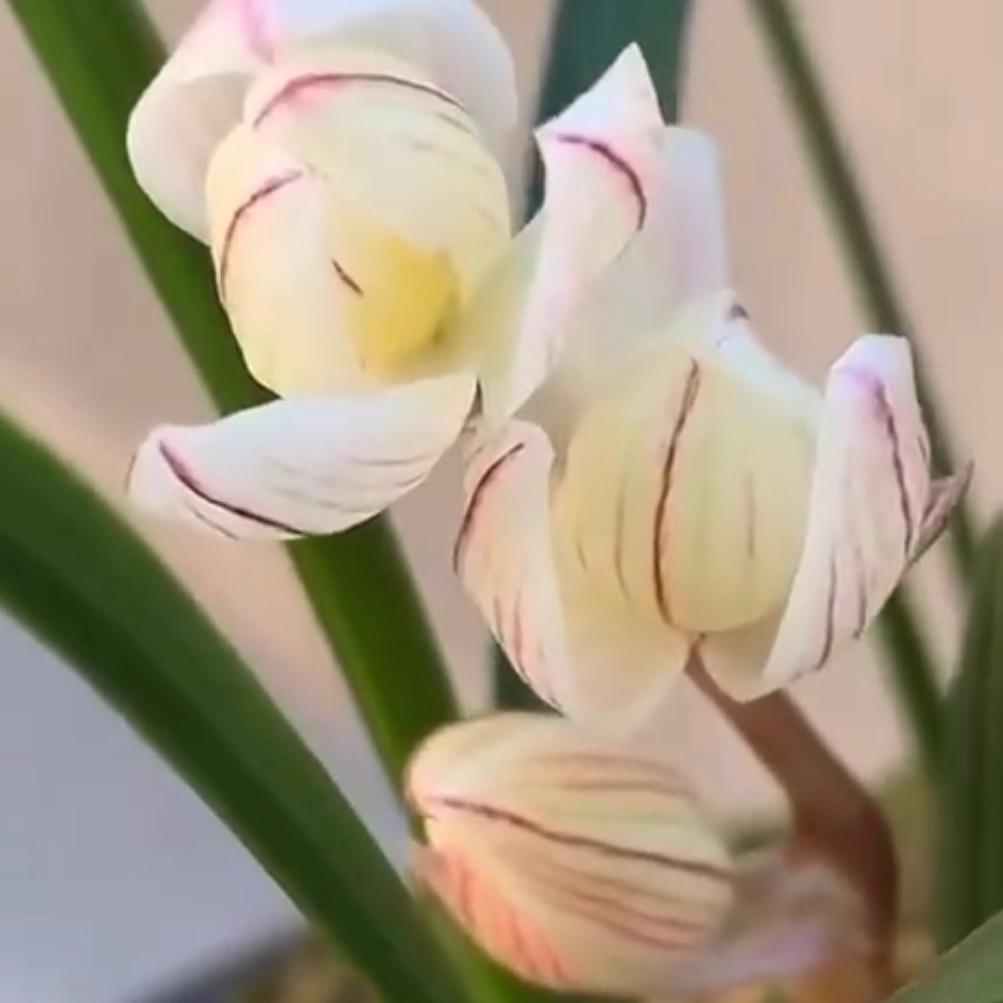 花之语