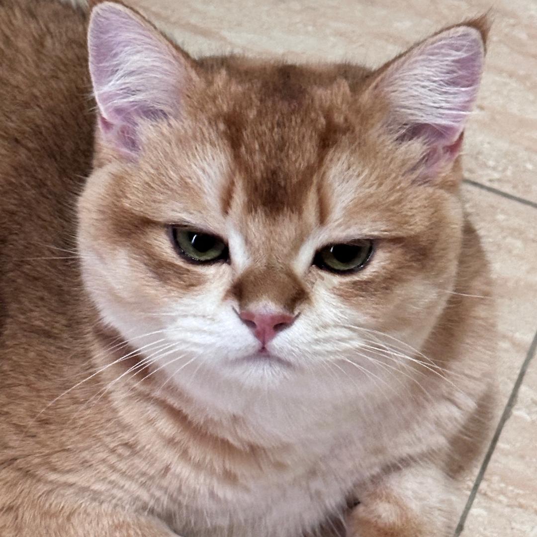 莹莹家的大胖喵🐱