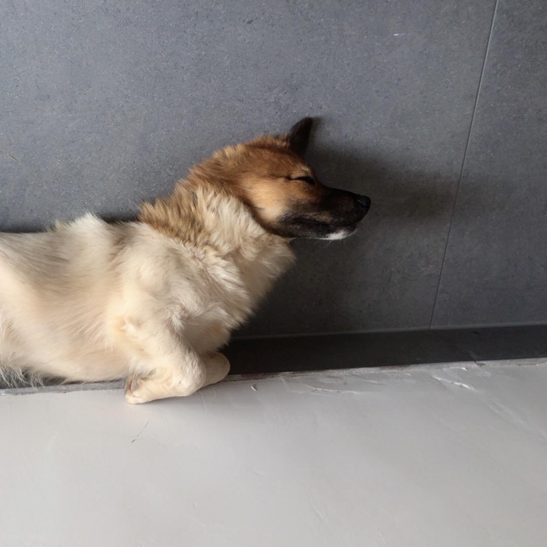 我是奶龙🐉