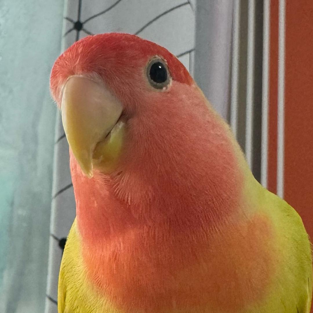 饭勺🦜（欠我两千八）