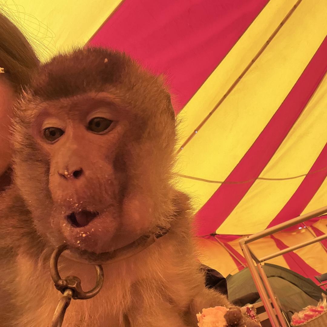 魔幻之星大马戏