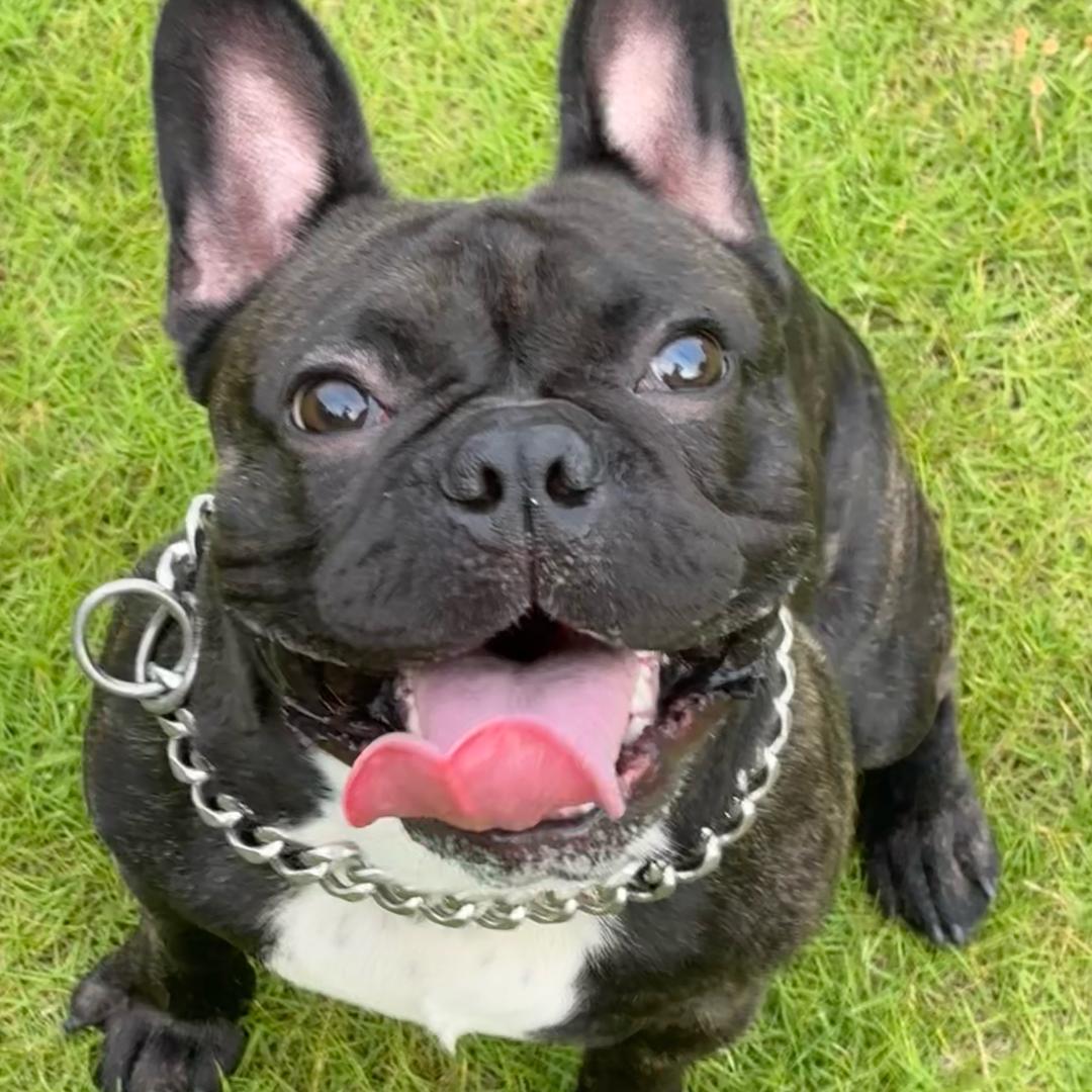 富贵是只法斗🐶