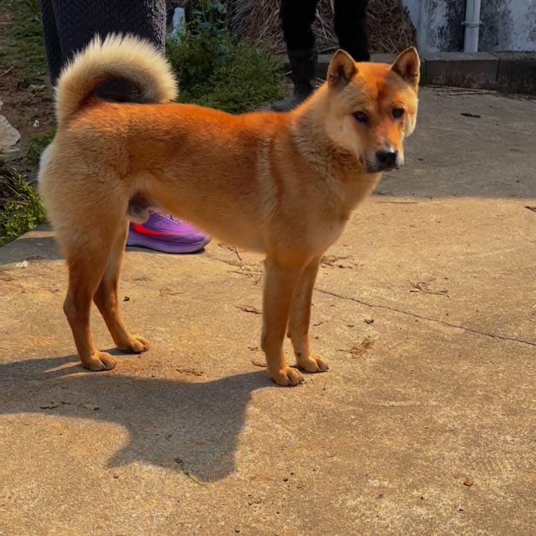 中华田园犬爱好者