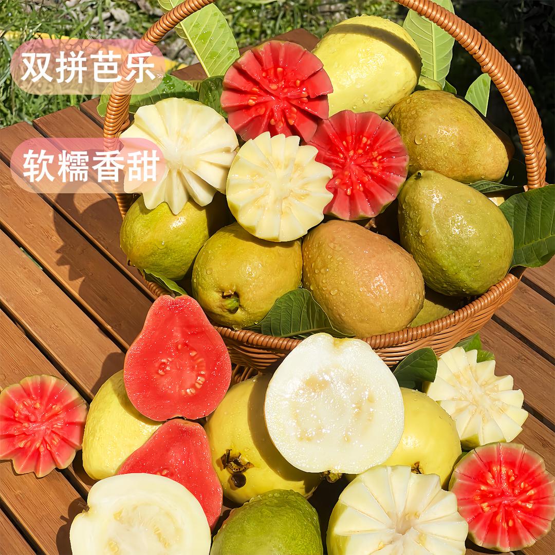 岭南芭乐鲜果