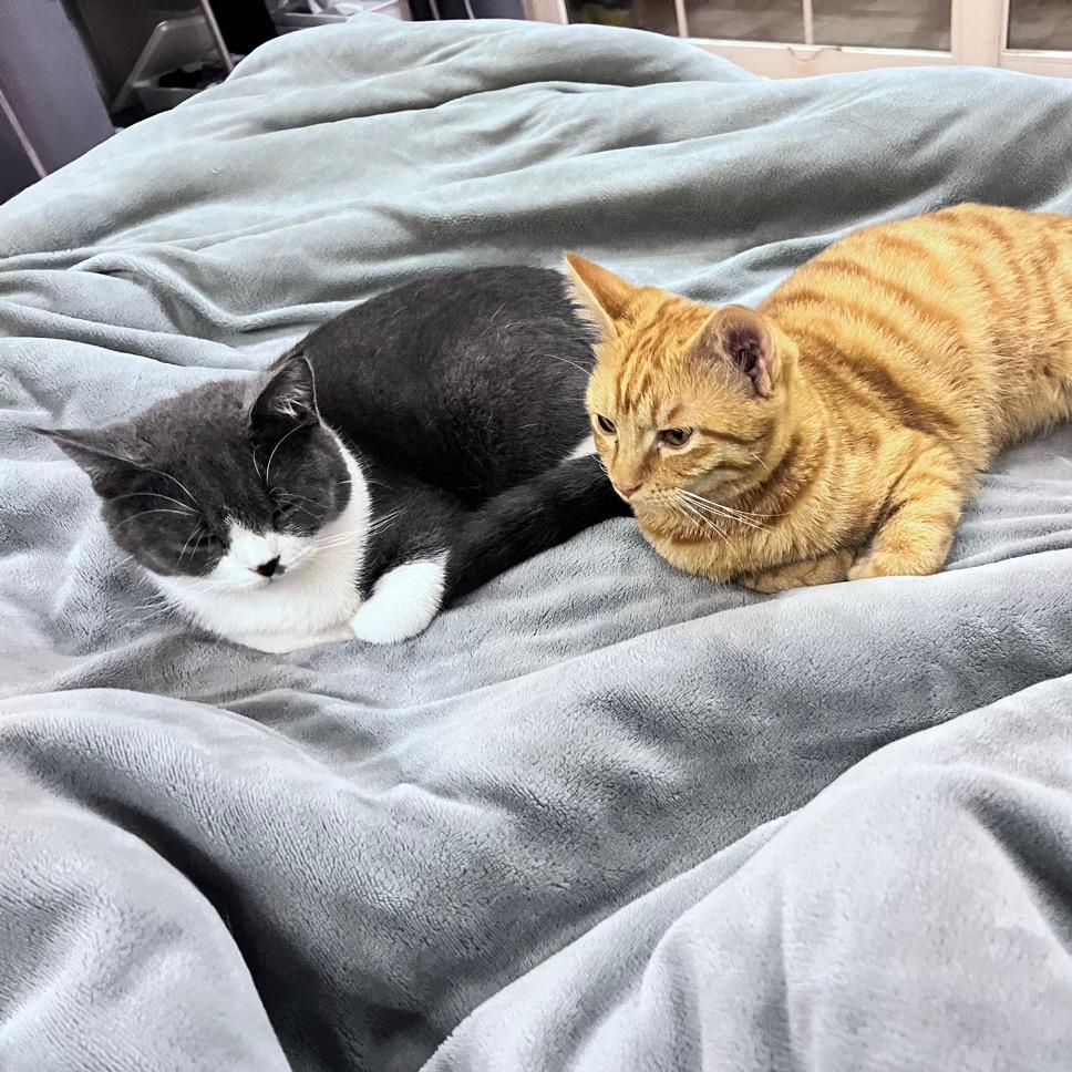 🐱🐱🐱🐱🐱