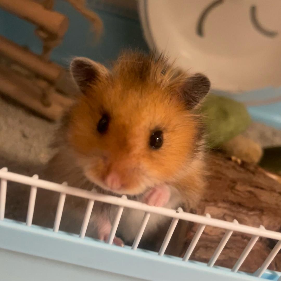 小B鼠