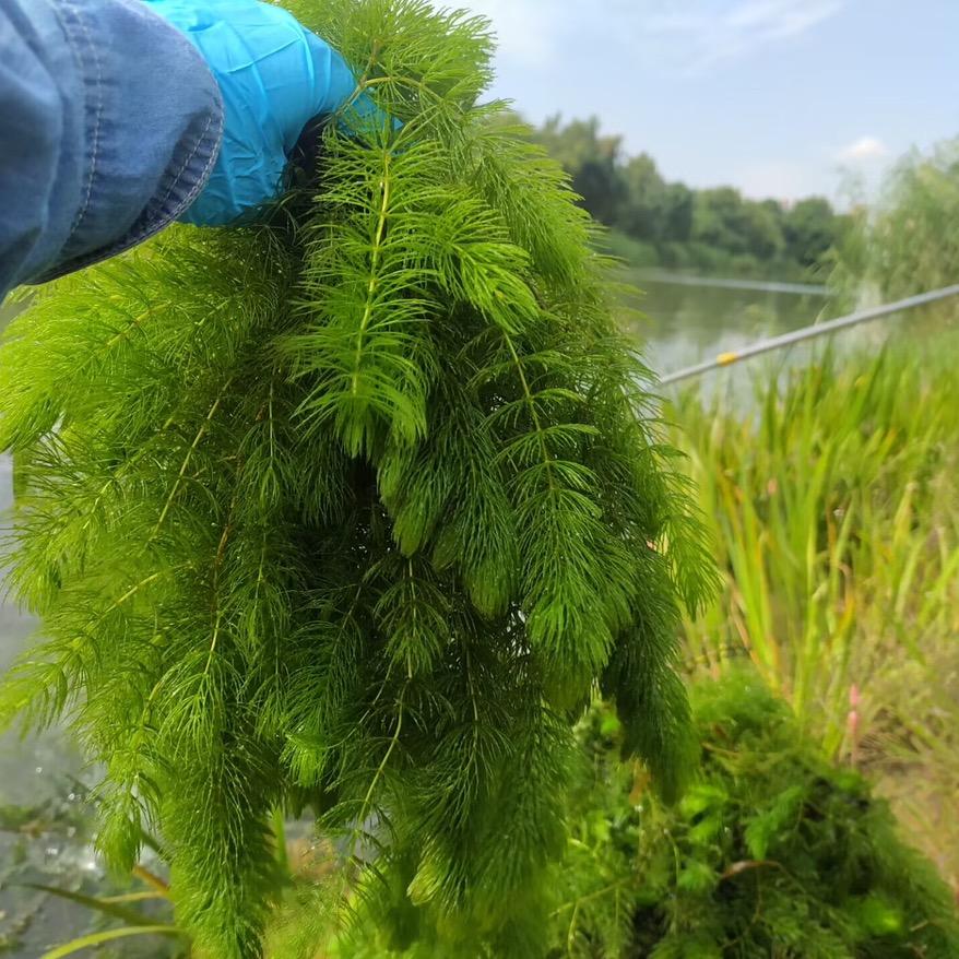 阳澄湖水草专家