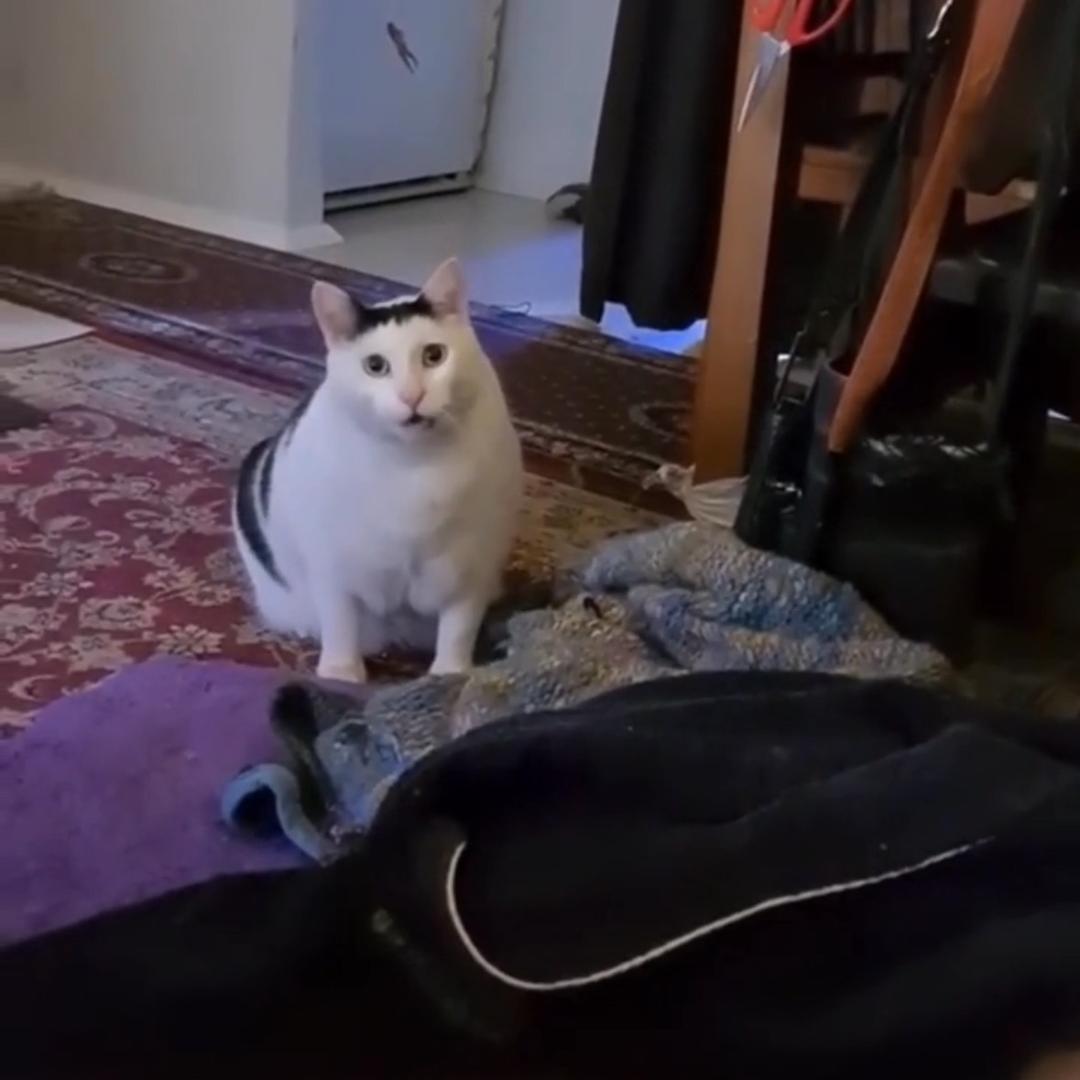 流浪的猫