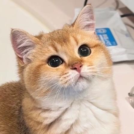 叫我蒜头