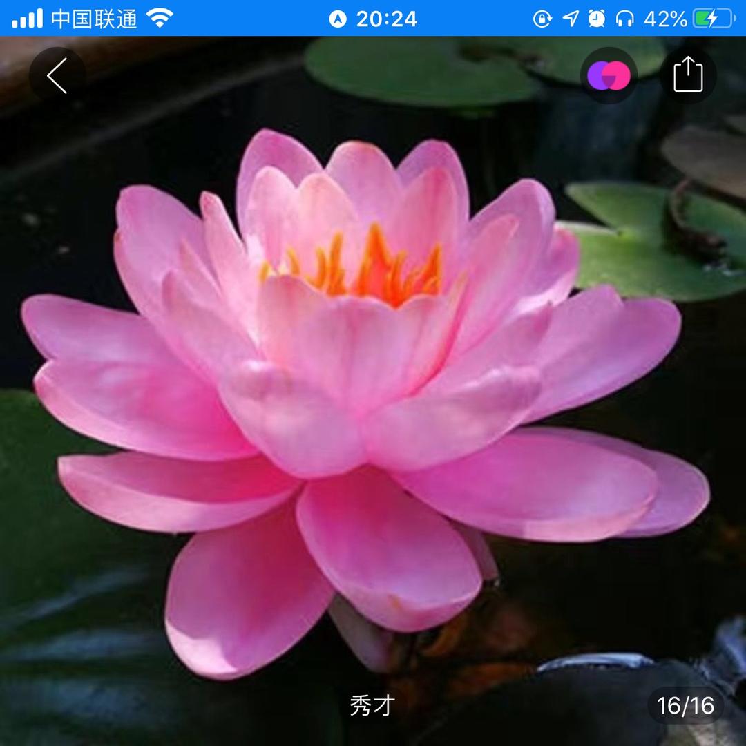 梦想成真的🐃