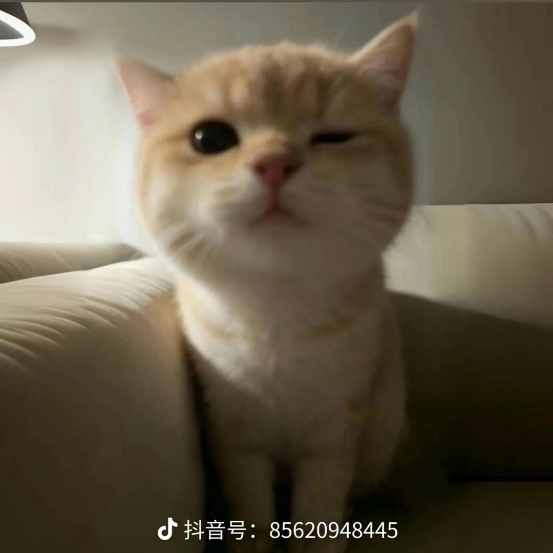 布洛芬头像