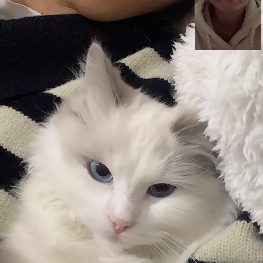 猫和蛇的故事