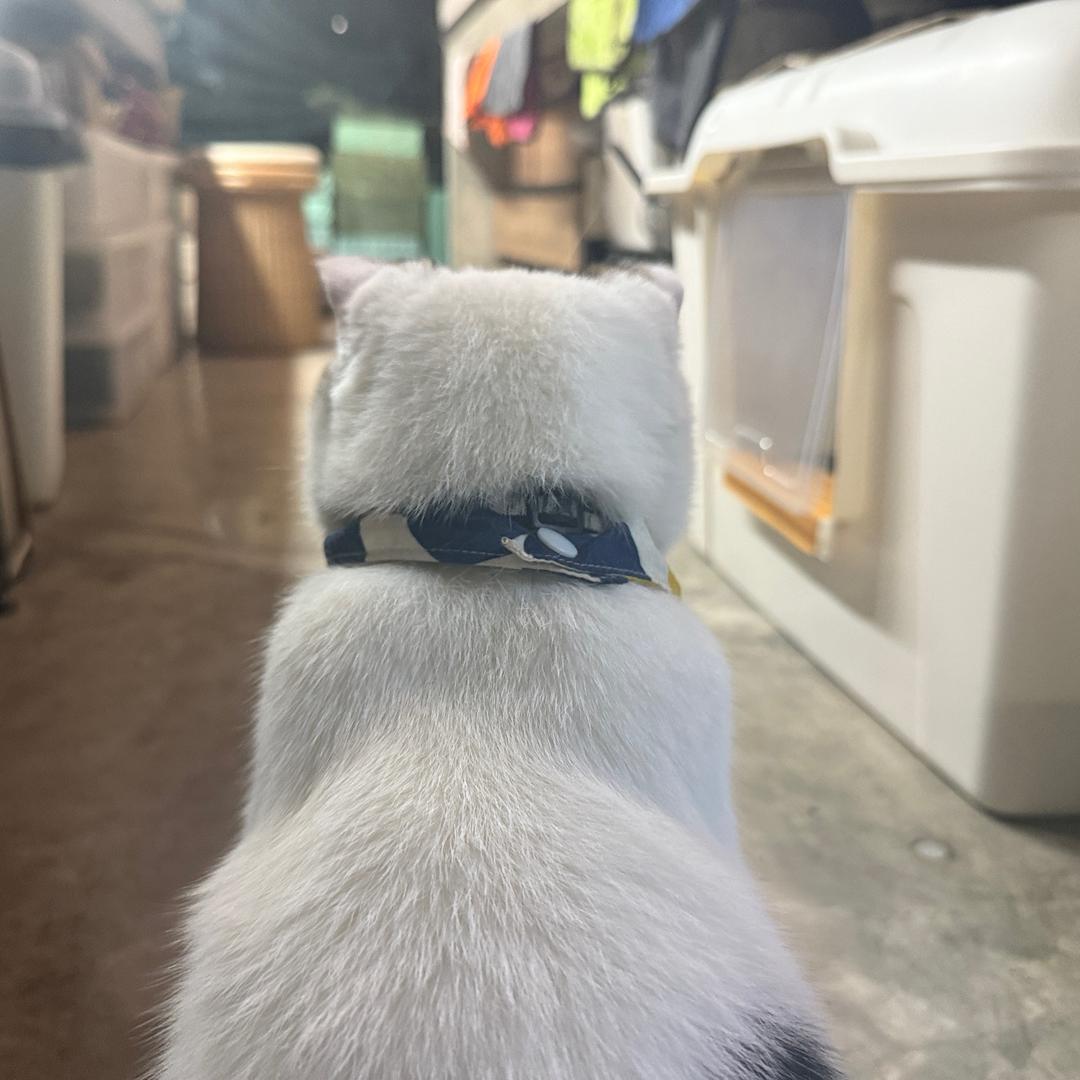 滚滚猫（不to签别问啦）