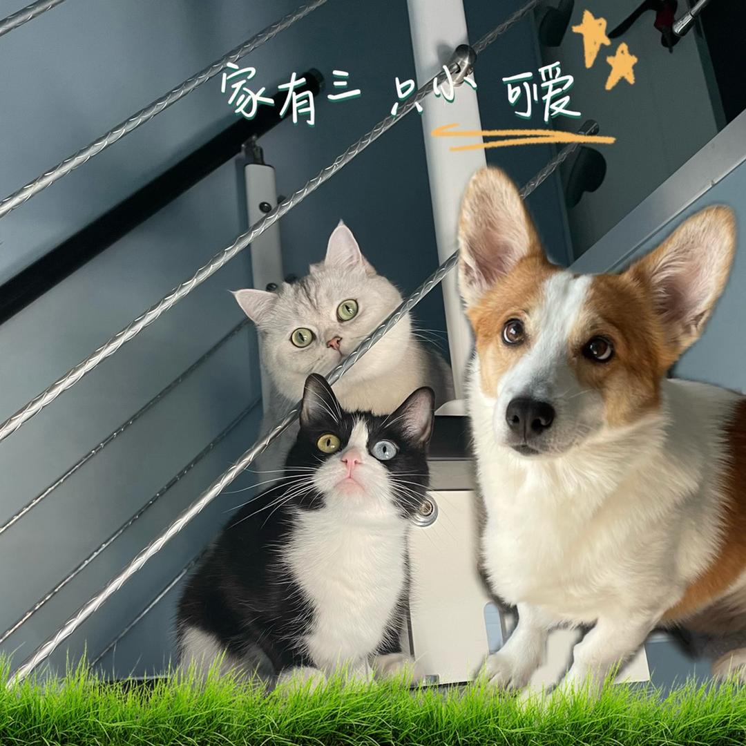 招财是只喵！