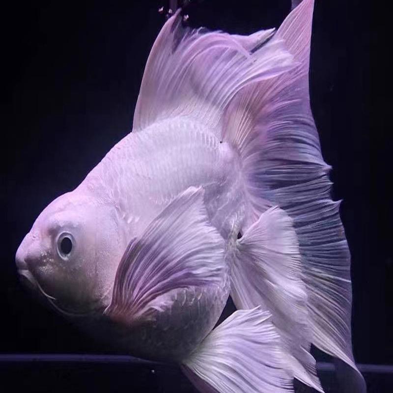 金源蝴蝶鲤繁殖场