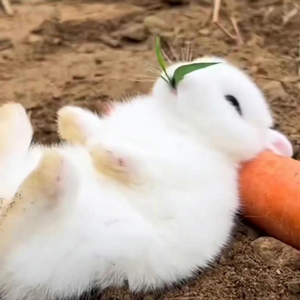 🥕