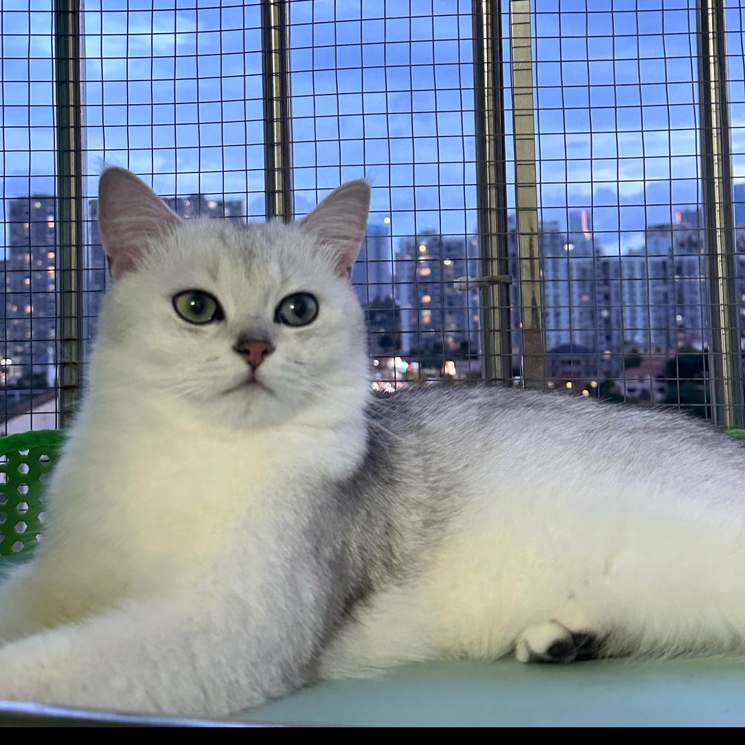 多宝是只猫🐱