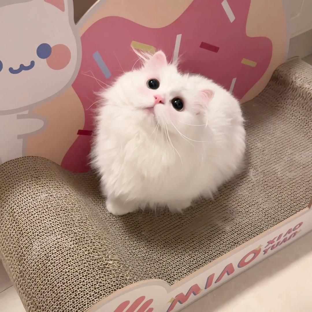 喵 喵