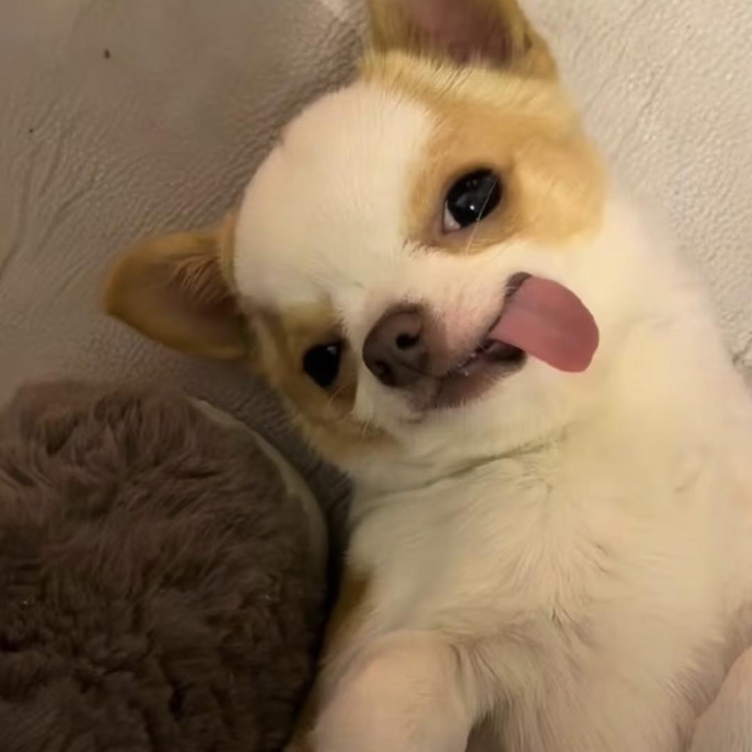 睡觉的时候不困