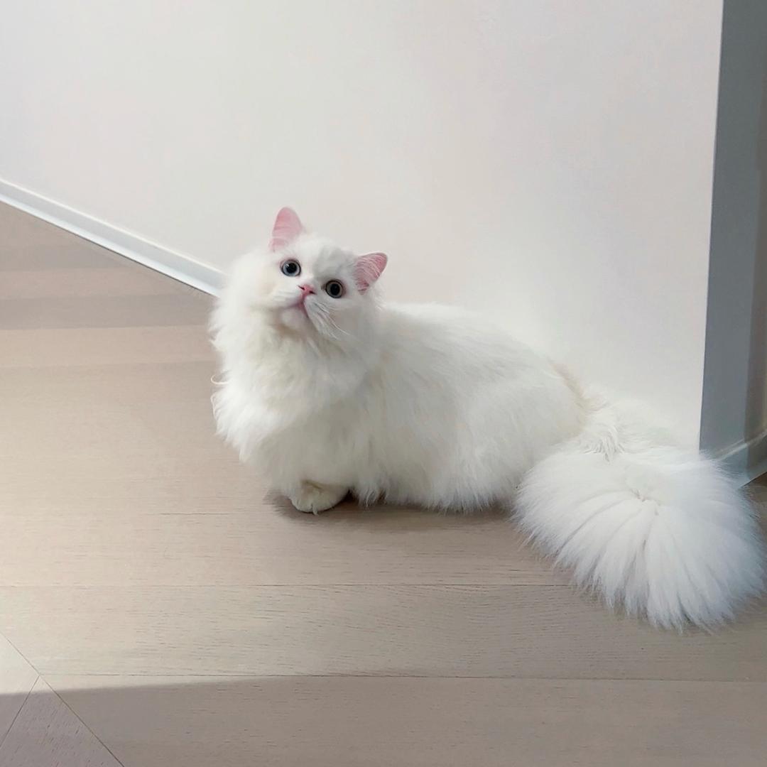 萌新的圆