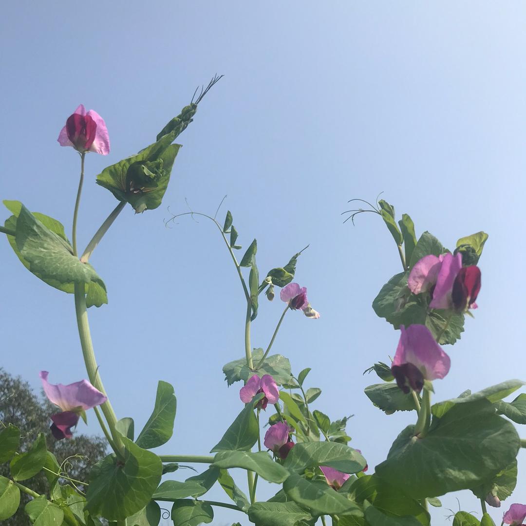 绿草如茵