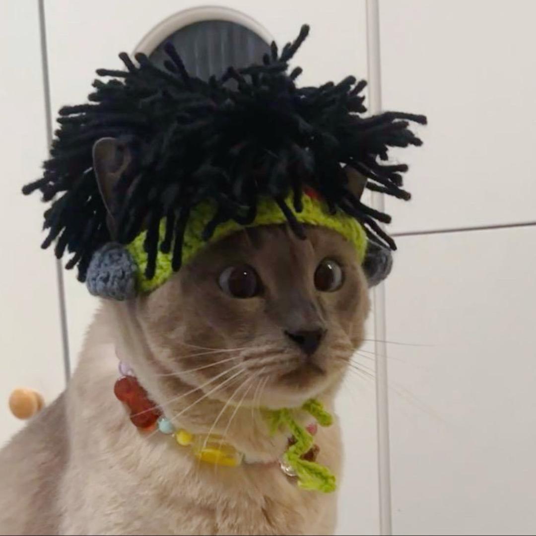 一只灰猫