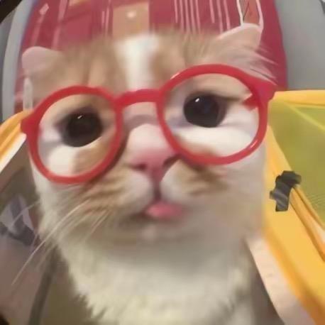 小猫把我的减脂餐换成大汉堡