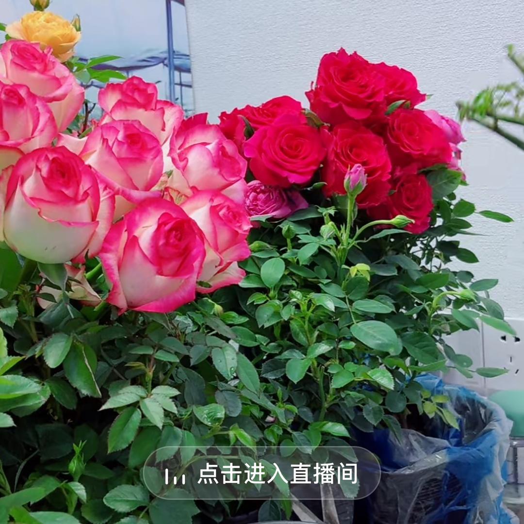 上钢苗木育植地