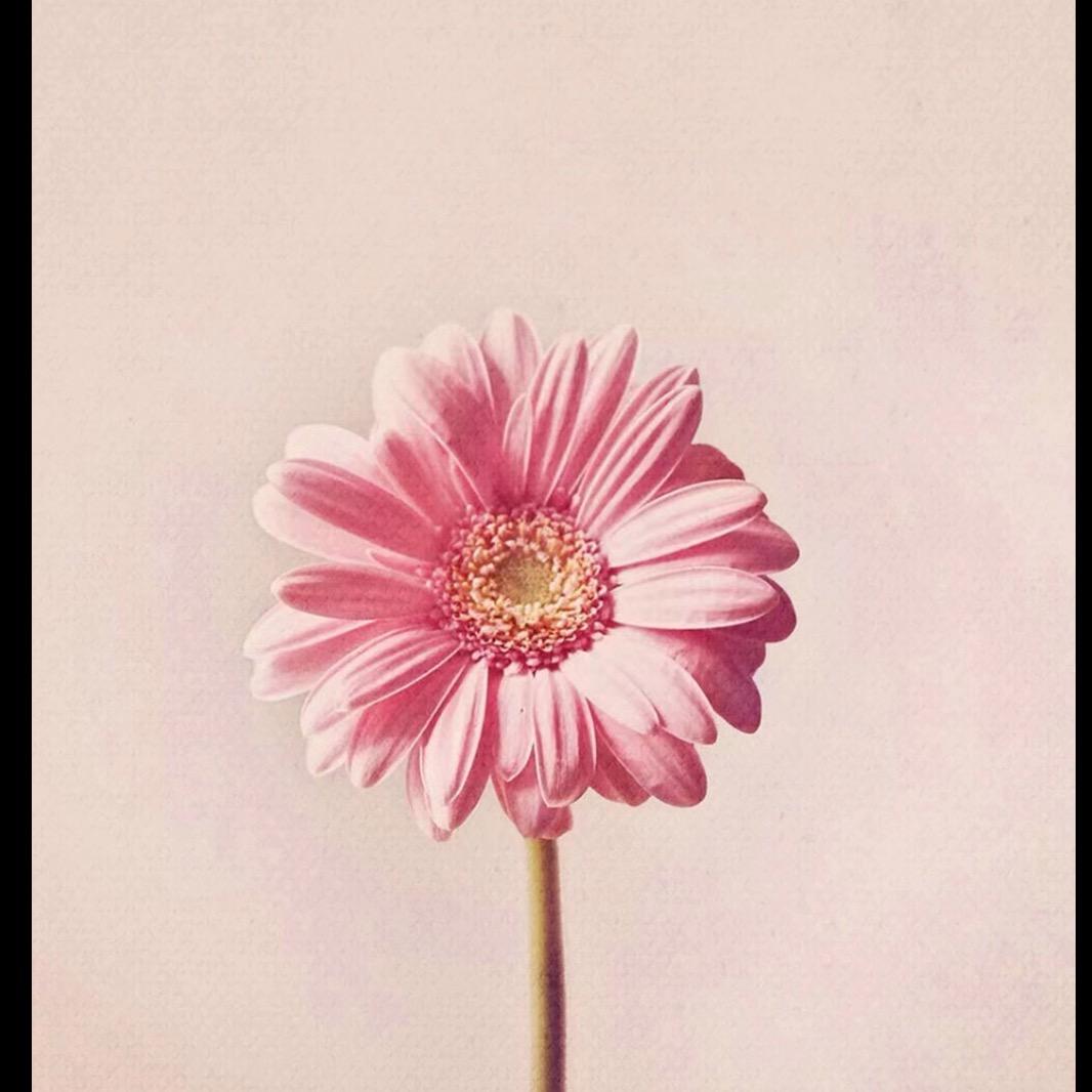 虹姨🌸