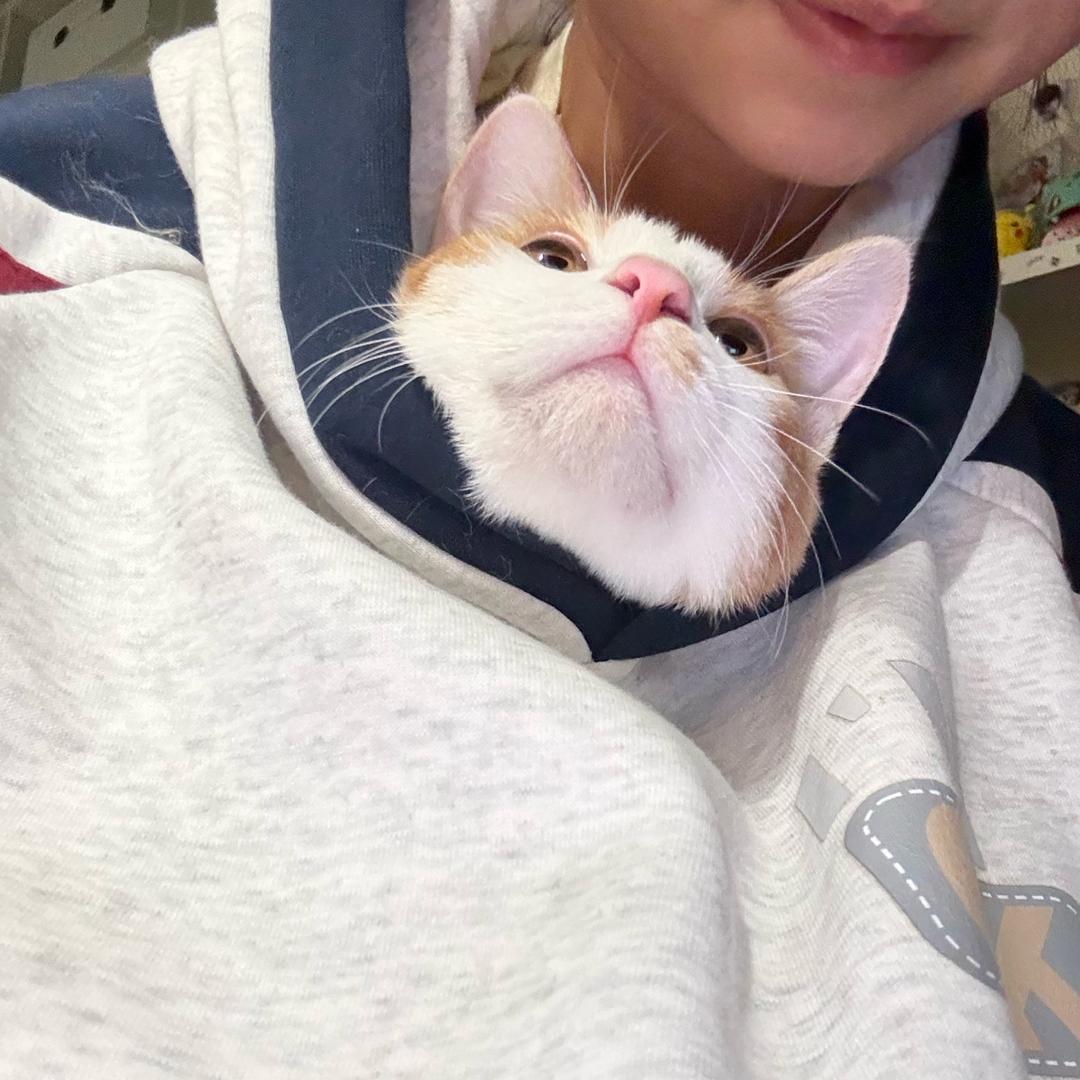 傻喵叫哈猫儿
