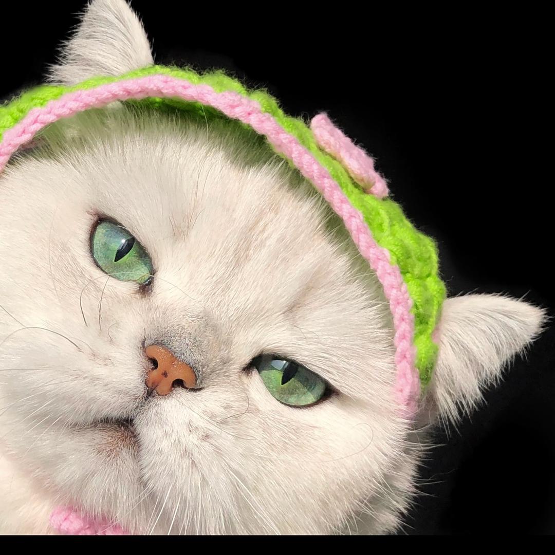 猫One(罐罐专场