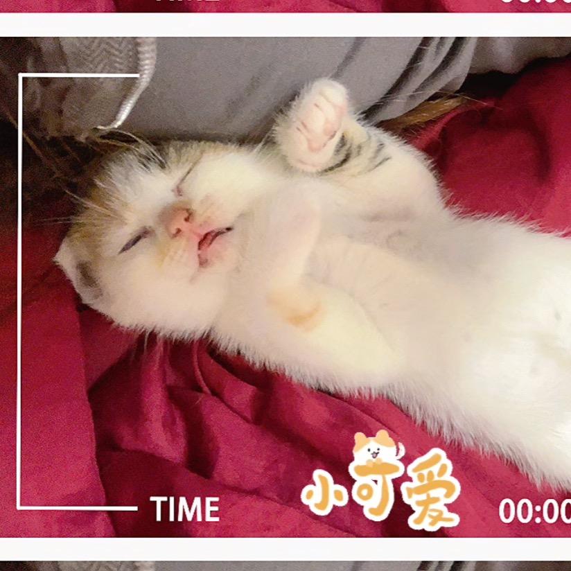 铲屎官和拆家兽🐱