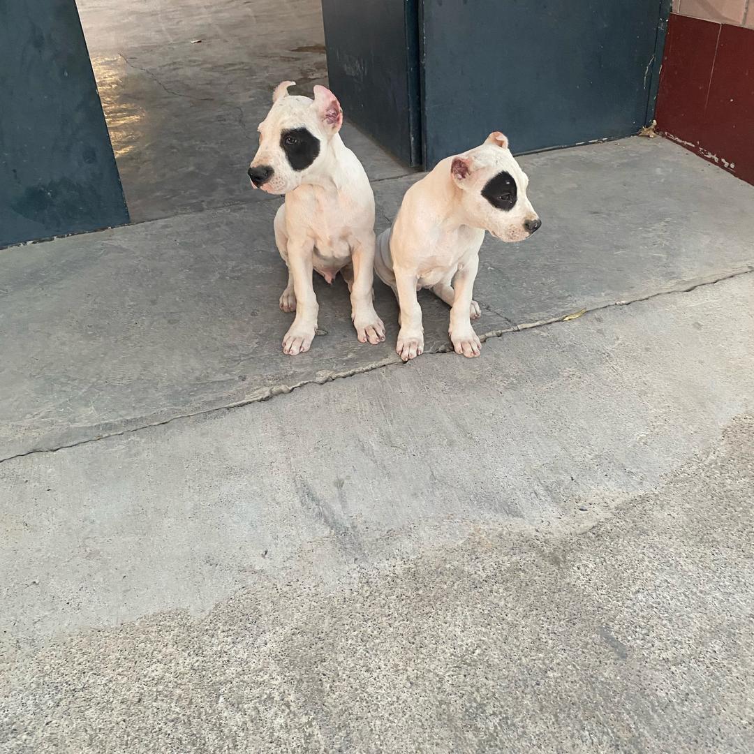 杜高犬：卡特