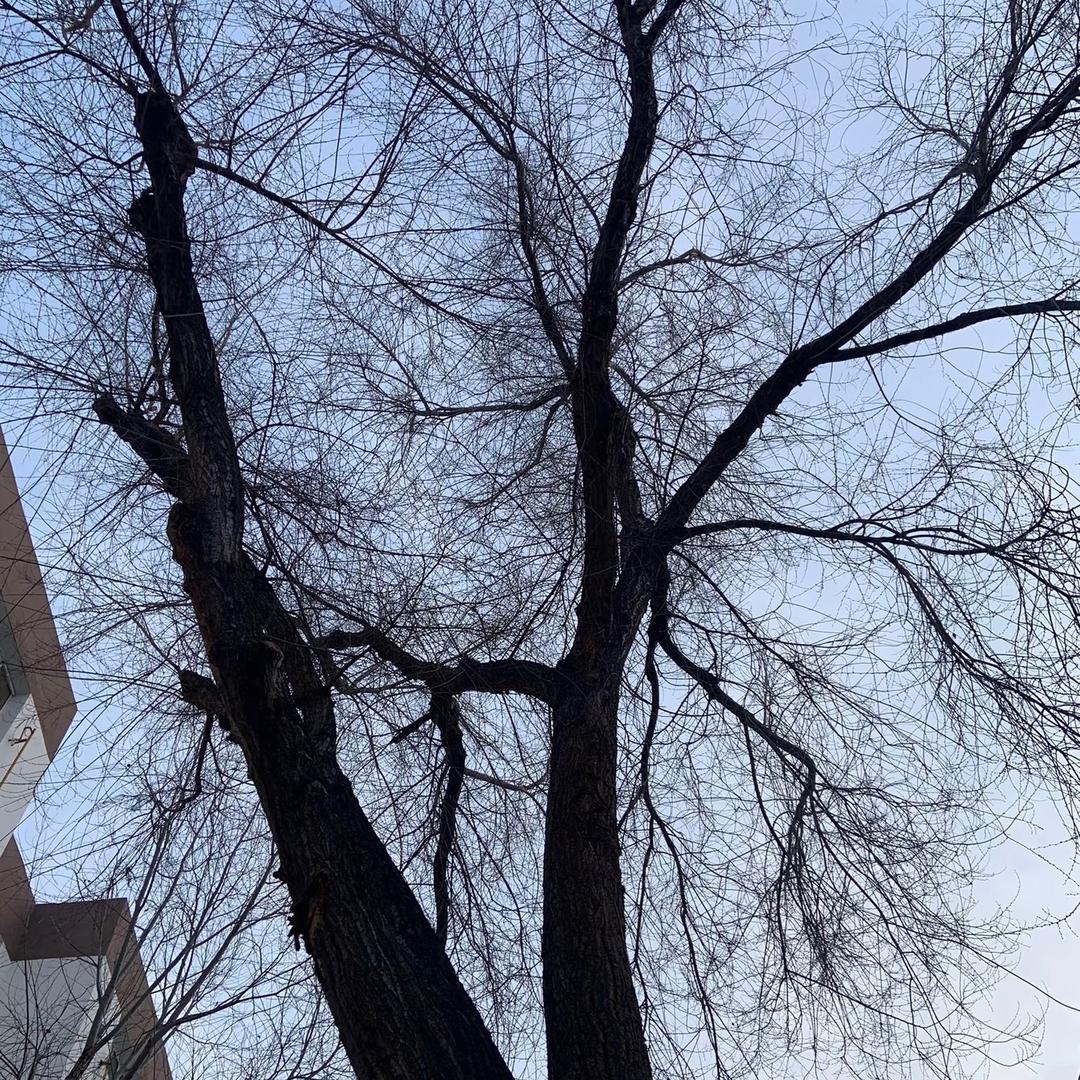 不知道叫什么