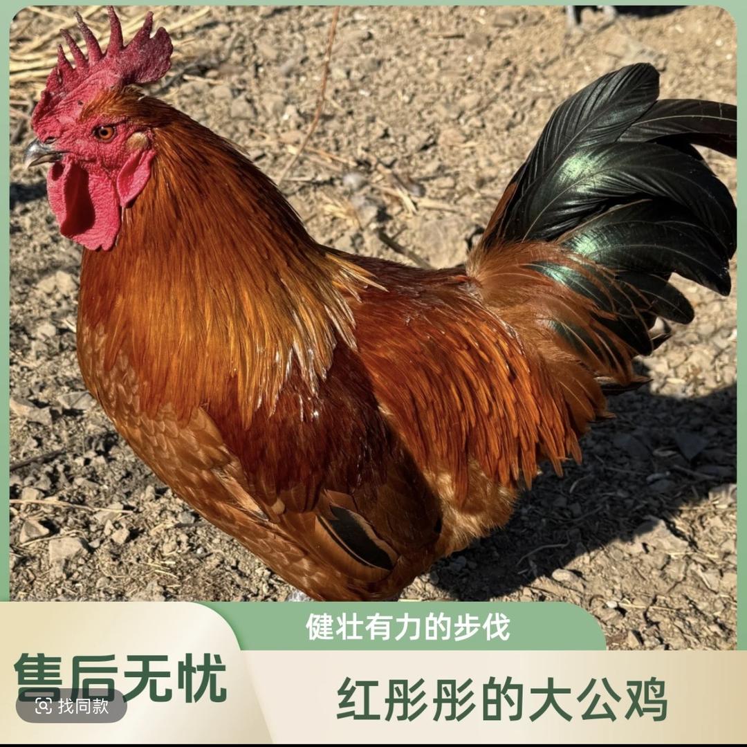 山江农场