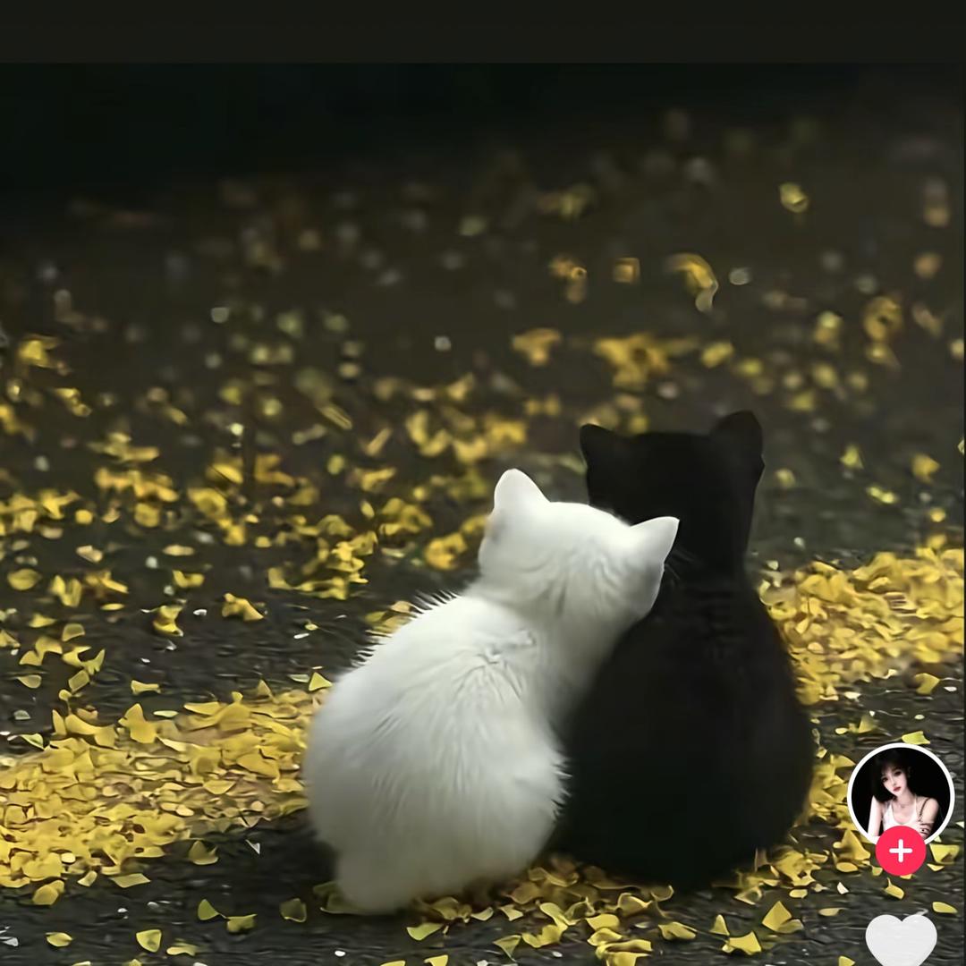 芥末
