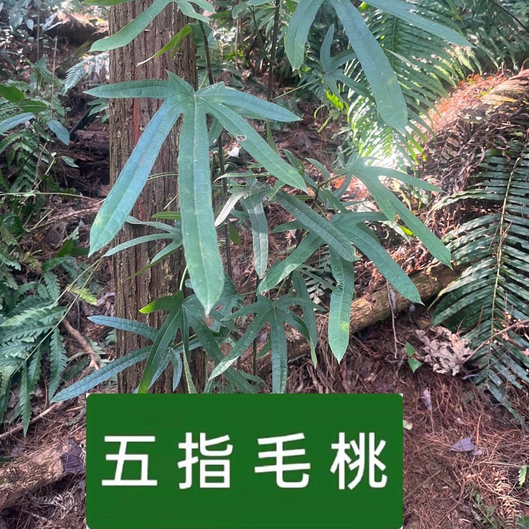 乡村小辉【五指毛桃】