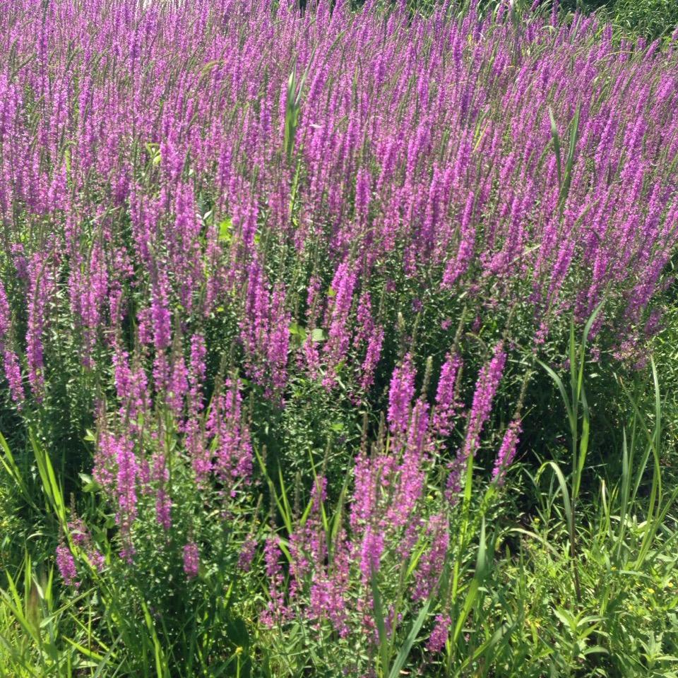 薰衣草