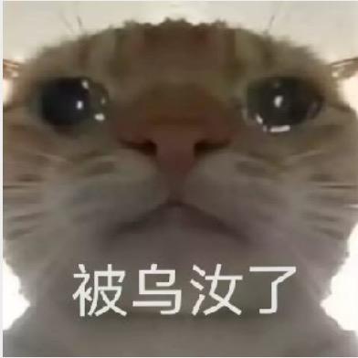 懒猫