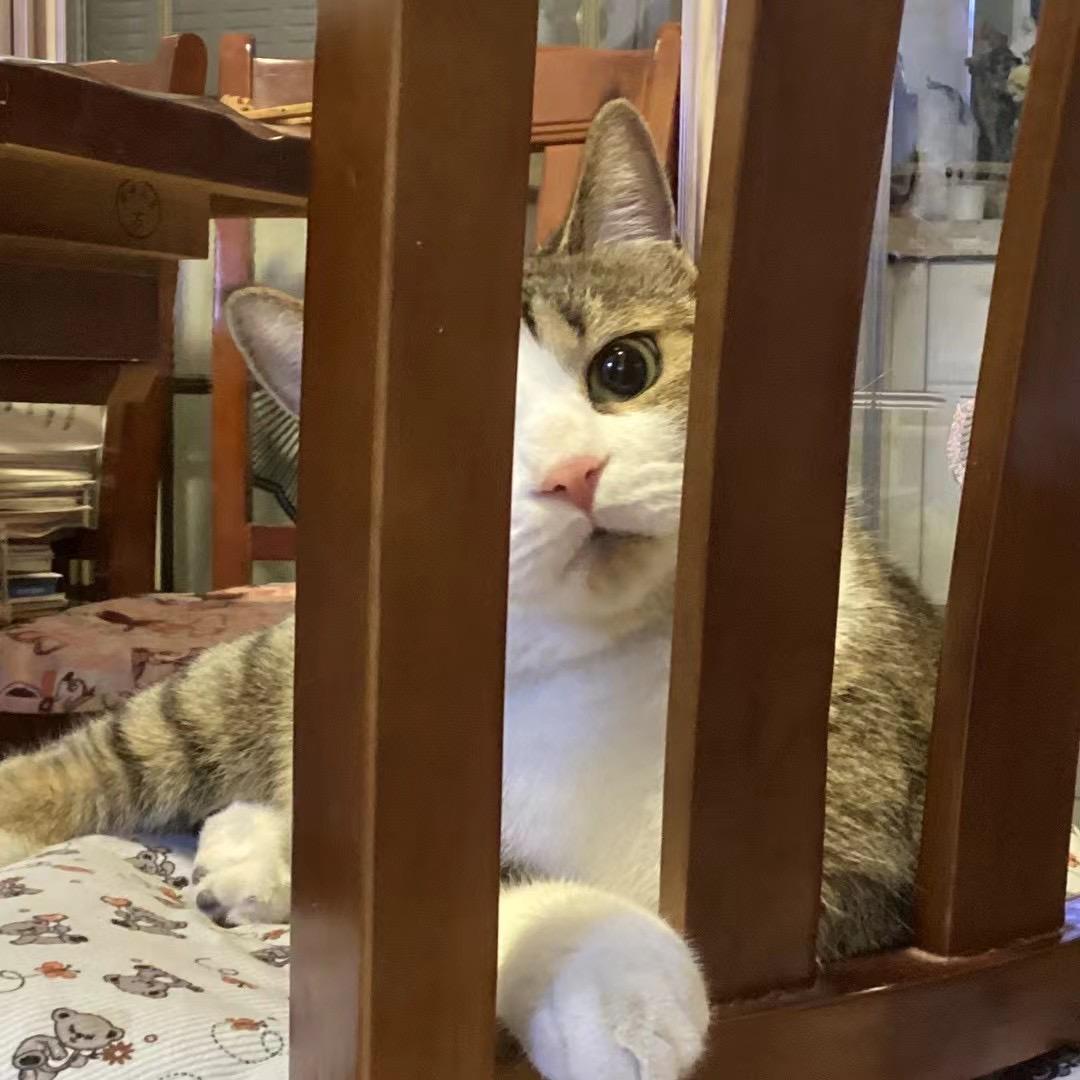 鱼..