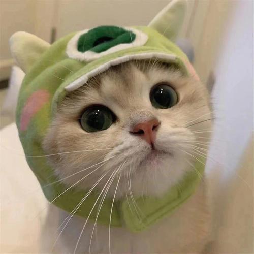 小野猫💎💎💎💎💎