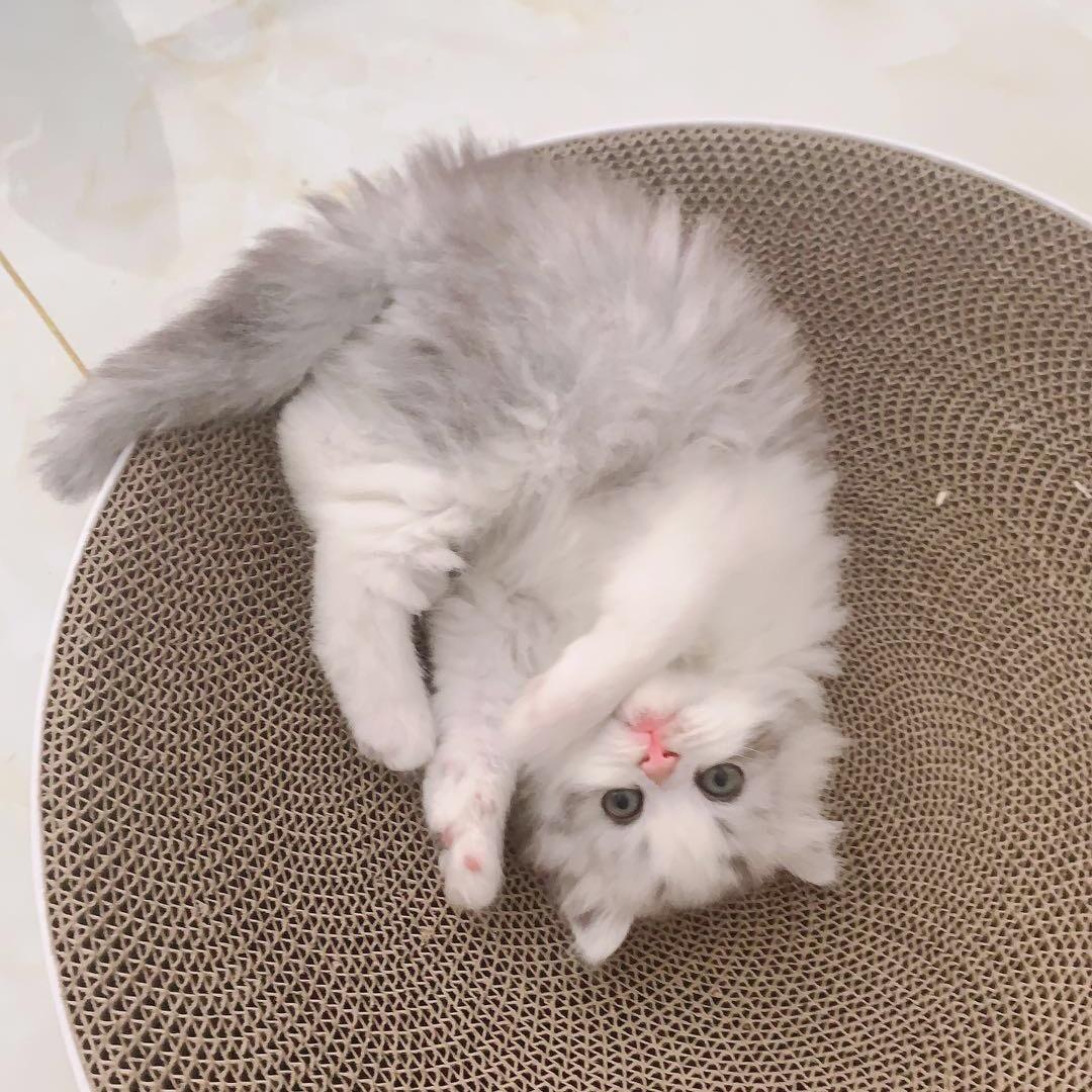 孔雀
