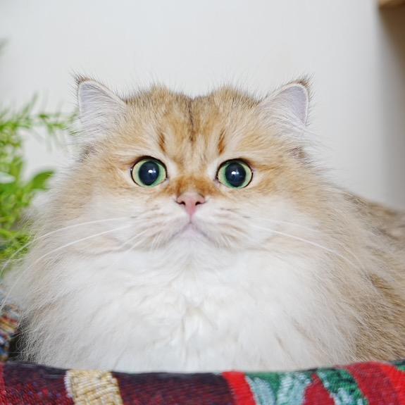 CherubicCATS稀有色英短🐈