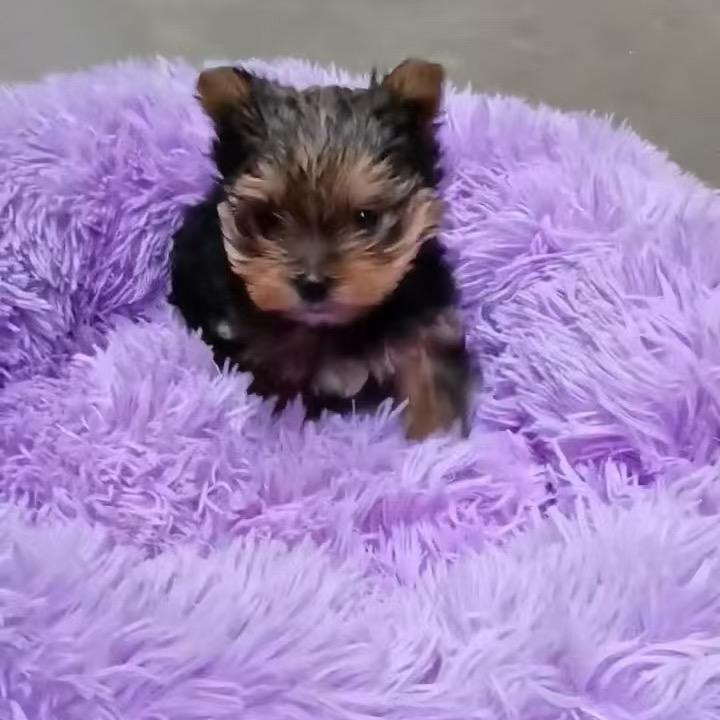 肖先生的狗狗