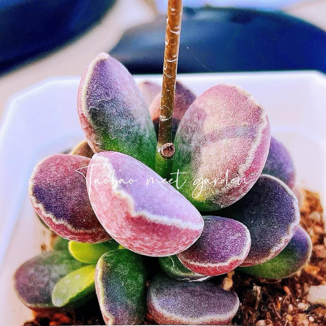 子天花卉